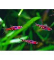 Mosquito Rasbora