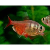 Flame Tetra