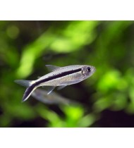 Penguin Tetra