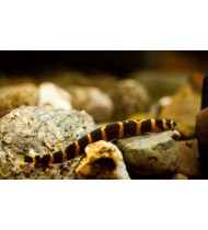 Kuhli Loach