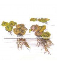 Phyllanthus Fluitans 1-2-Grow! 