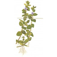 Bacopa Caroliniana Mini Pot 