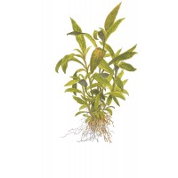 Hygrophila 'Siamensis 53B' Mini Pot 