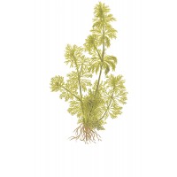 Limnophila Sessiliflora Mini Pot 