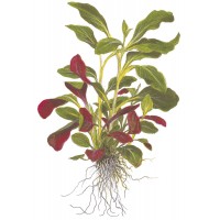 Lobelia Cardinalis Mini Pot 