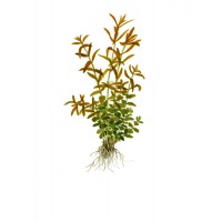 Rotala Rotundifolia Mini Pot