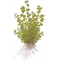 Micranthemum Umbrosum Pot