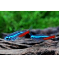 Neon Tetra (ML)