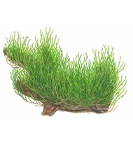 Taxiphyllum 'Flame' 1-2-Grow!