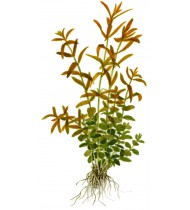 Rotala Rotundifolia Pot