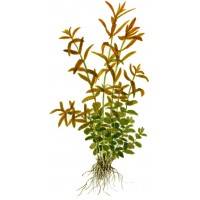Rotala Rotundifolia Pot