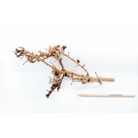 Scaping Twigs M 35-45cm No 1132