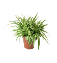 Chlorophytum Comosum Variegatum