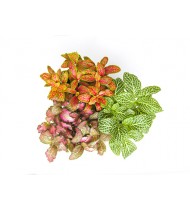 Fittonia Albivenis Mix (Red-White)