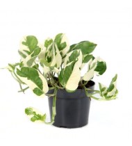 Epipremnum Njoy