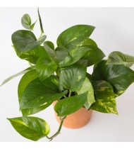 Epipremnum Aureum