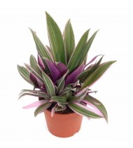 Rhoeo Spathacea Rhoeo Spathacea