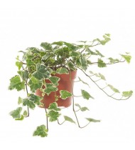 Hedera White Wonder