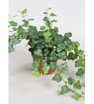 Hedera Helix