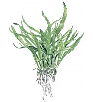 Microsorum pteropus 'Narrow' Pot