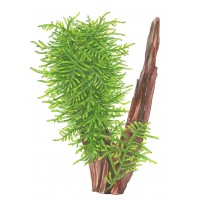 Taxiphyllum 'Spiky' 1-2-Grow!