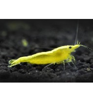 Neocaridina Heteropoda Yellow Golden Back