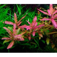 Hygrophila polysperma 'Rosanervig' (Aquarium House Plant)