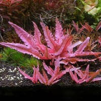 Cryptocoryne wendtii 'Flamingo' (Aquarium House Plant)