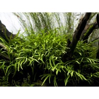 Microsorum pteropus 'Trident' (Aquarium House Plant)