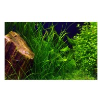 Vallisneria Nana (Aquarium House Plant)