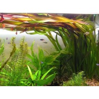 Vallisneria americana 'Gigantea' (Aquarium House Plant)