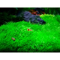 Utricularia Graminifolia (Aquarium House Plant)