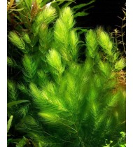 Ceratophyllum demersum 'Foxtail' (Aquarium House Plant)