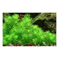 Pogostemon erectus (Aquarium House Plant)