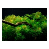 Myriophyllum Mattogrossense (Aquarium House Plant)