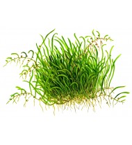 Utricularia Graminifolia 1-2-Grow!