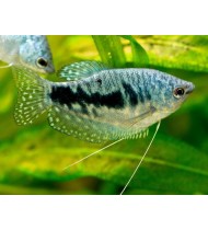 Gourami Blue