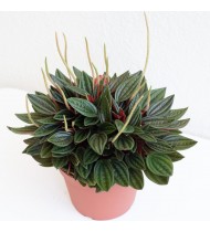 Peperomia Caperata 'Rosso' Peperomia Caperata 'Rosso'