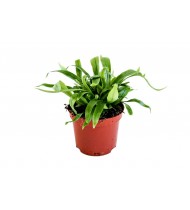 Asplenium antiquum