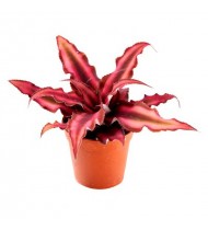 Cryptanthus 'red star'