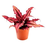 Cryptanthus 'red star'