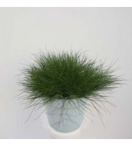 Festuca 'Amigreen'