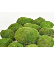 Ball Moss - Βρύα