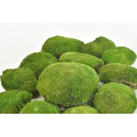Ball Moss - Βρύα
