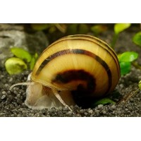 Zebra Apple Snail