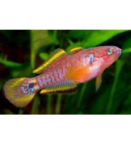 Peacock Goby L