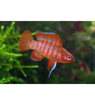 Scarlet Badis