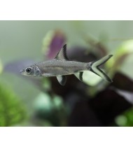 Silver Shark 7-8cm