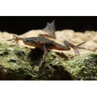 Dwarf Clawed Frog (hymenochirus boettgeri)