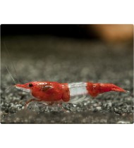 Neocaridina Davidi Red Rili Neocaridina Davidi Red Rili